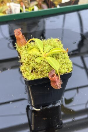 Close Up of Nepenthes (flava x edwardsiana) x inermis | individual seedling (ISC) | Andreas Wistuba | AW-Nx(flavXed)Xinerm.3 | H21931