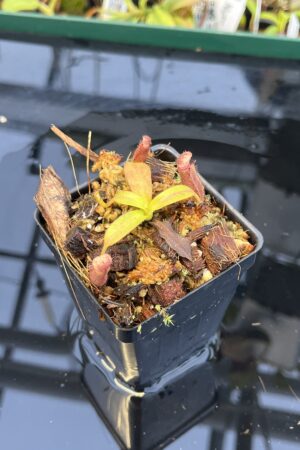 Close Up of Nepenthes glandulifera x edwardsiana | Florae Collaborative | FC-97.04 | H21934