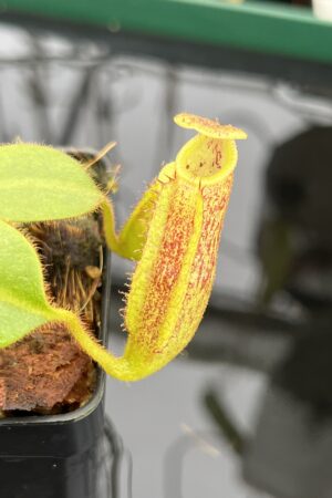 Close Up of Nepenthes mollis x eymae | MKS | Florae | Assorted Clones | Florae Collaborative | FC-446 | IN21837