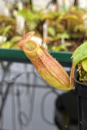 Close Up of Nepenthes rajah x (chaniana x veitchii) | Borneo Exotics | BE-4666 | IN21844