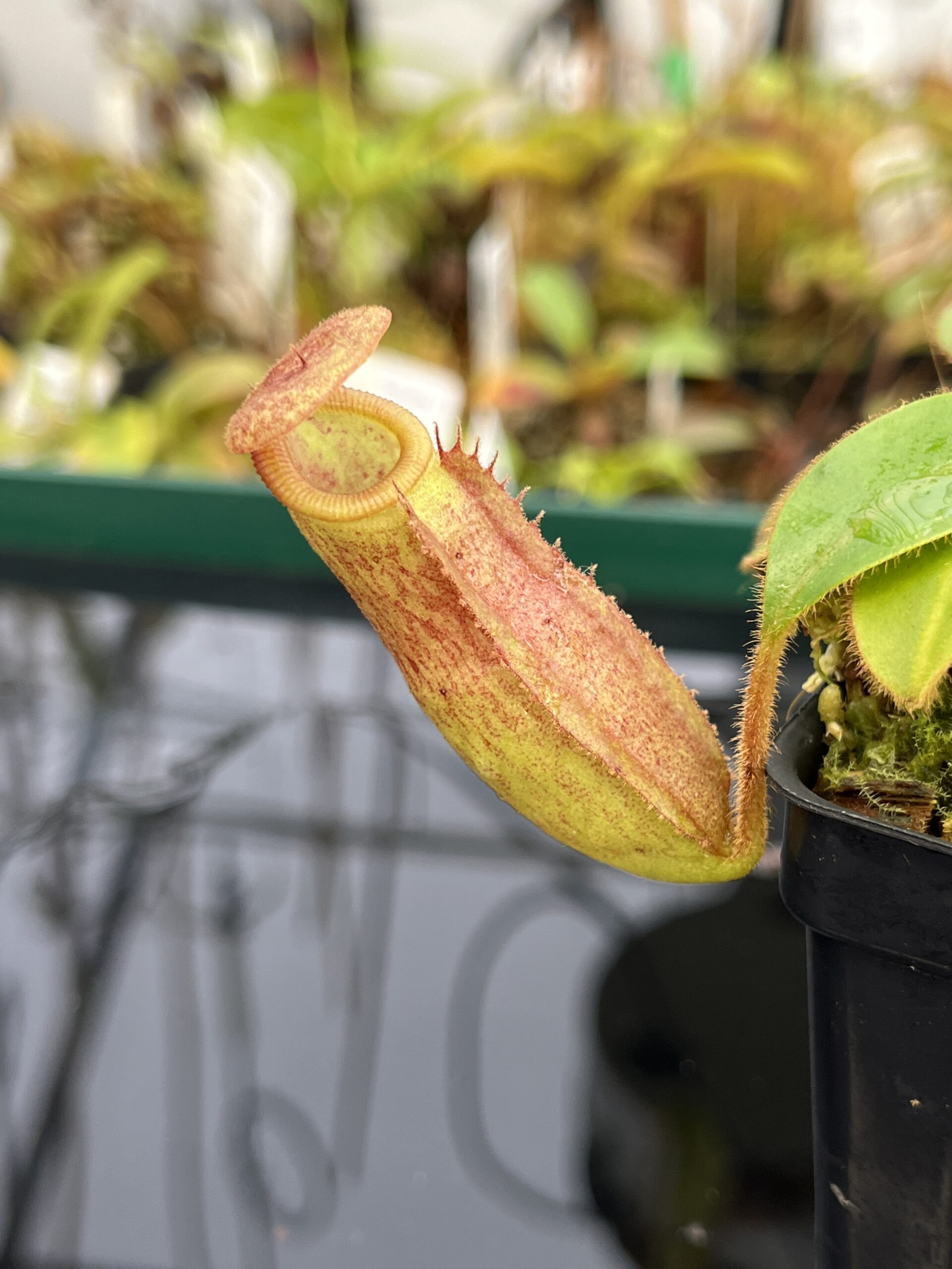 Close Up of Nepenthes rajah x (chaniana x veitchii) | Borneo Exotics | BE-4666 | IN21844