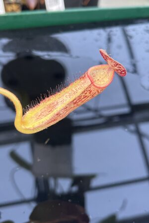 Close Up of Nepenthes robcantleyi x klossii | Borneo Exotics | BE-4549 | H21777