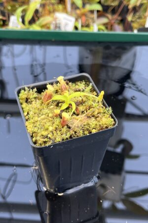 Close Up of Nepenthes singalana Belirang x villosa | JH | Clone 6 | Jeremiah Harris | JH-353.06 | H21930