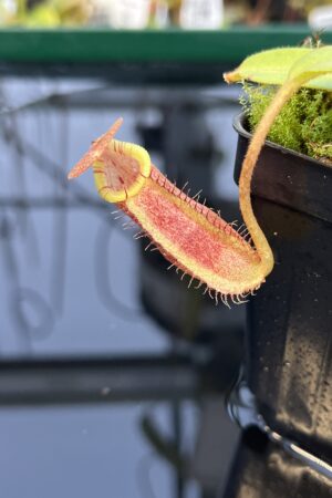 Close Up of Nepenthes spectabilis x lowii | Borneo Exotics | BE-4524 | H21767