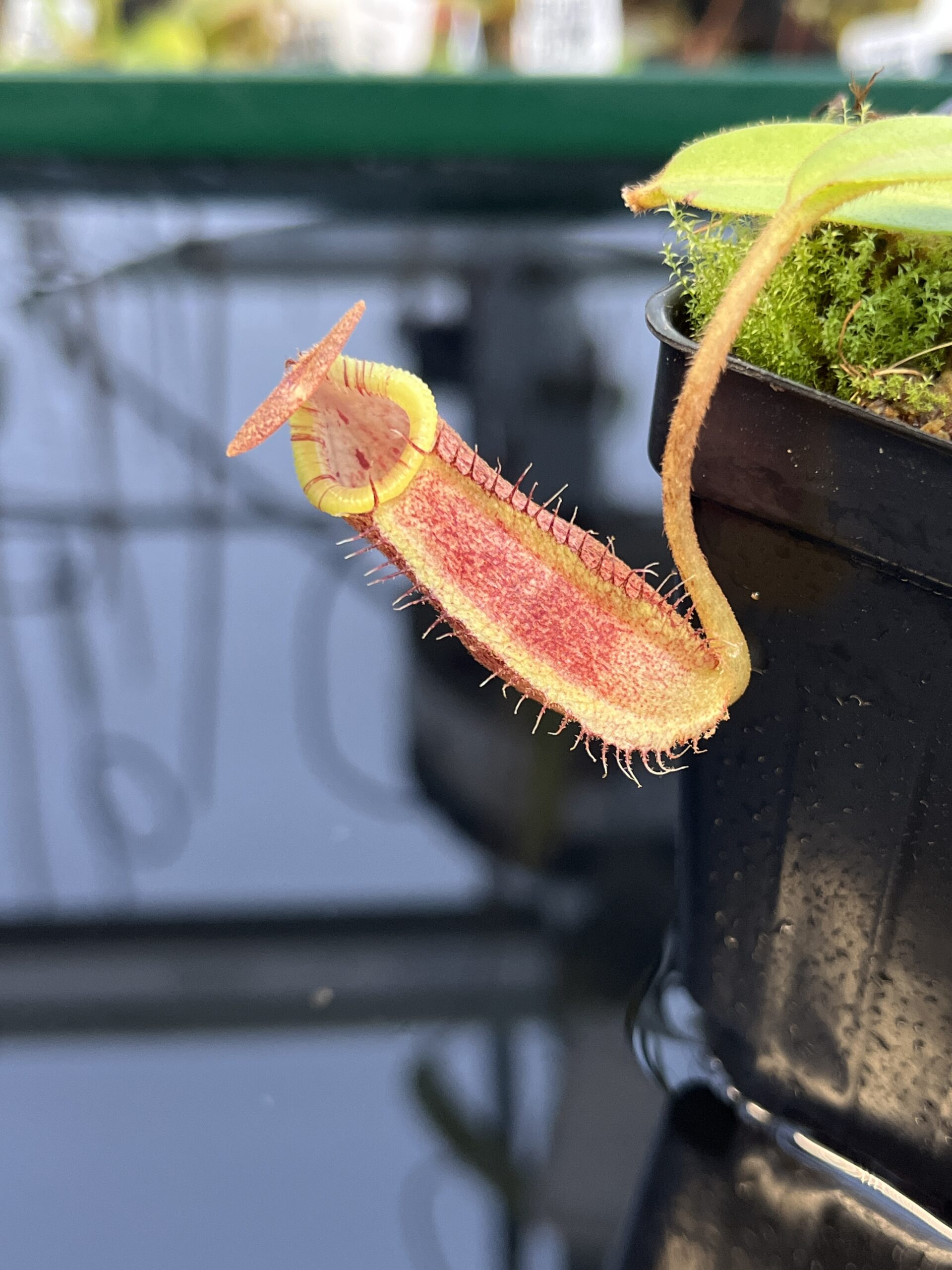 Close Up of Nepenthes spectabilis x lowii | Borneo Exotics | BE-4524 | H21767