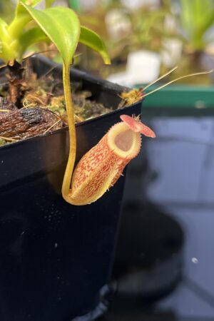 Close Up of Nepenthes talangensis x edwardsiana | Andreas Wistuba | AW-(ISC) | 21758