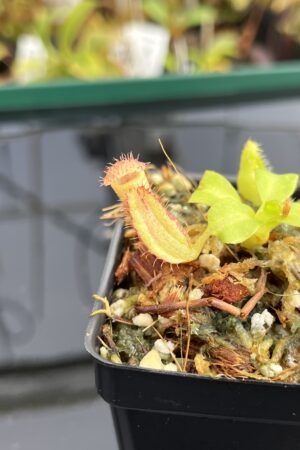 Close Up of Nepenthes truncata x villosa | JH | Clone 6 | Florae Collaborative | FC-355.06 | 21707
