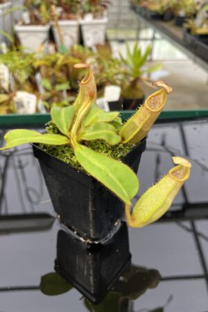 Close Up of Nepenthes veitchii | Borneo Exotics | BE-3734 | 21796