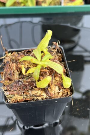 Close Up of Nepenthes veitchii Murud, Striped x 'Candy' | Florae Collaborative | FC-23.02 | 21708