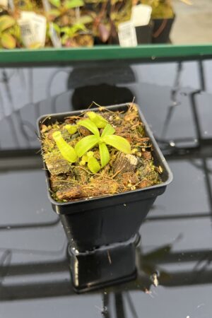 Close Up of Nepenthes veitchii (Murud striped x 'Candy') x veitchii BE-3734 | XB | Florae | Florae Collaborative | FC-510 | 21810