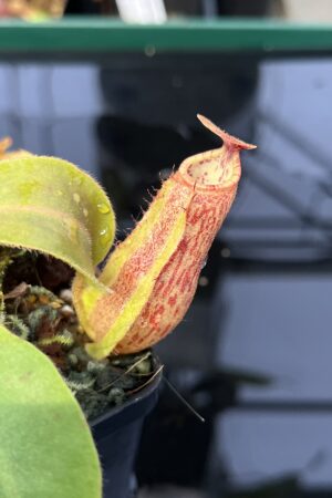 Close Up of Nepenthes (veitchii x boschiana) x (veitchii x boschiana) | JH | Florae | Cl. 3 | Florae Collaborative | FC-386.03 | 21808