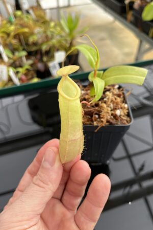 Close Up of Nepenthes ventricosa (f) x tentaculata | Exotica Plants | IN21788