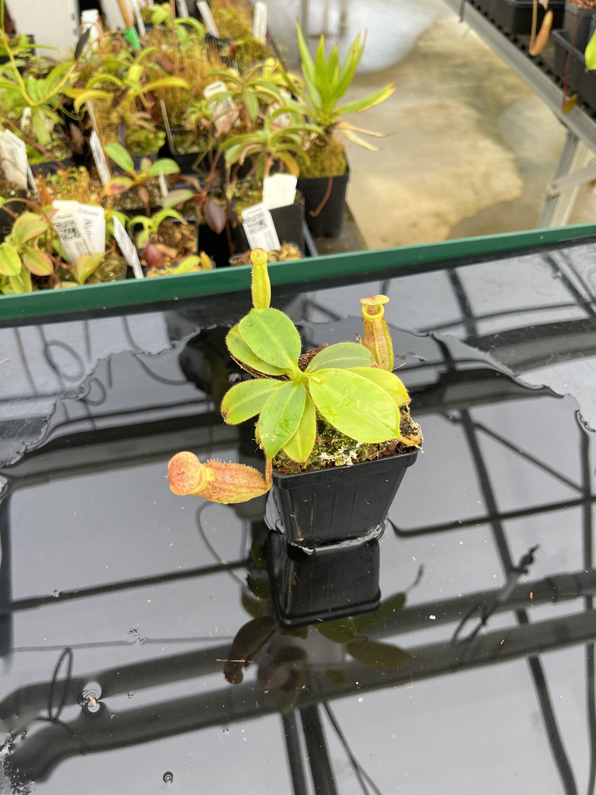 Wide Angle of Nepenthes rajah x (chaniana x veitchii) | Borneo Exotics | BE-4666 | IN21844