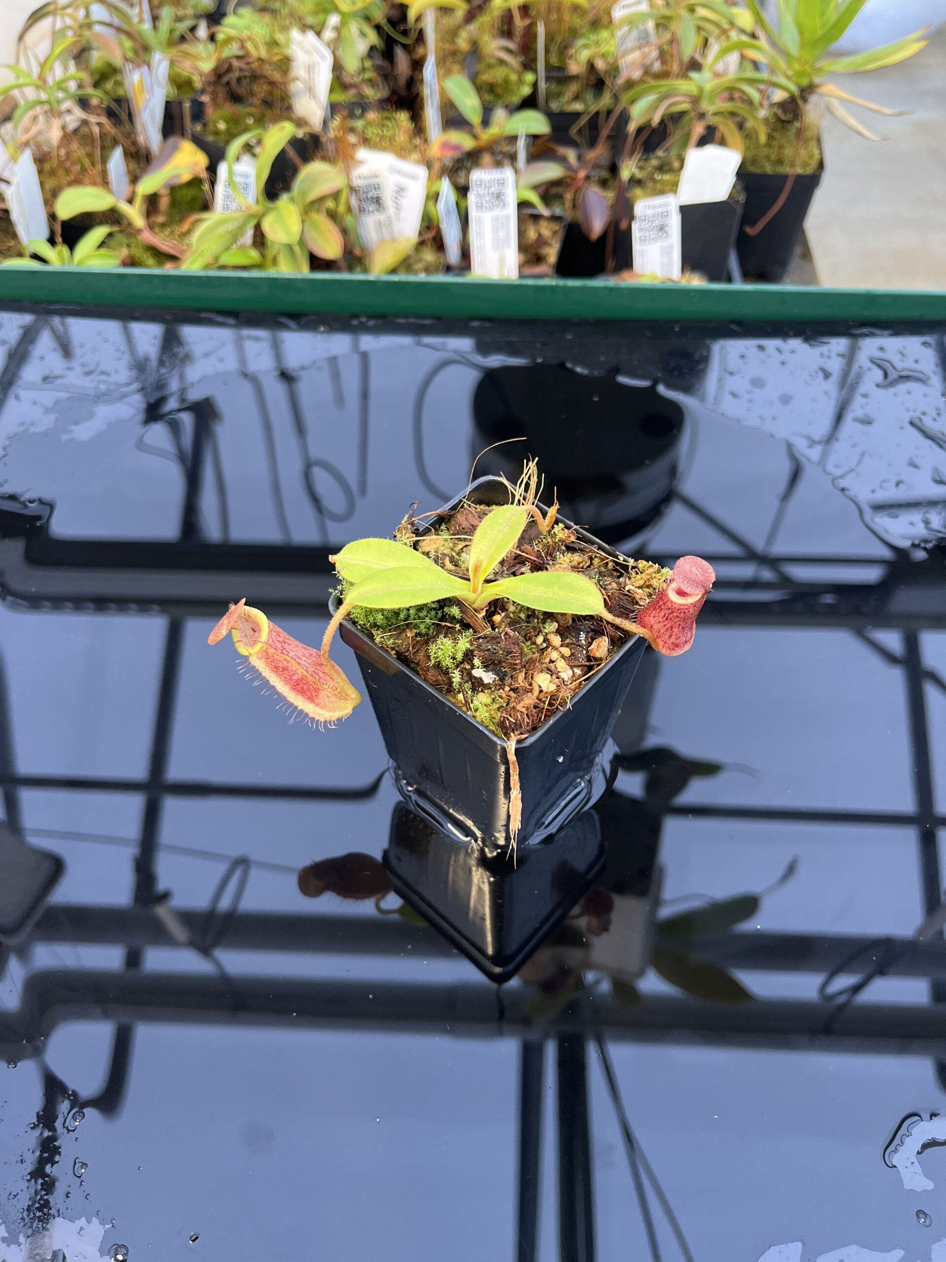 Wide Angle of Nepenthes spectabilis x lowii | Borneo Exotics | BE-4524 | H21767