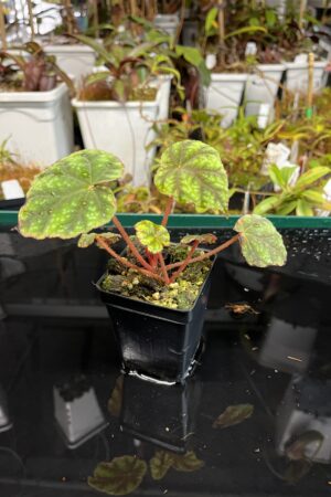 Close Up of Begonia shiwanshanensis (China) | Florae Collaborative | | IN22381