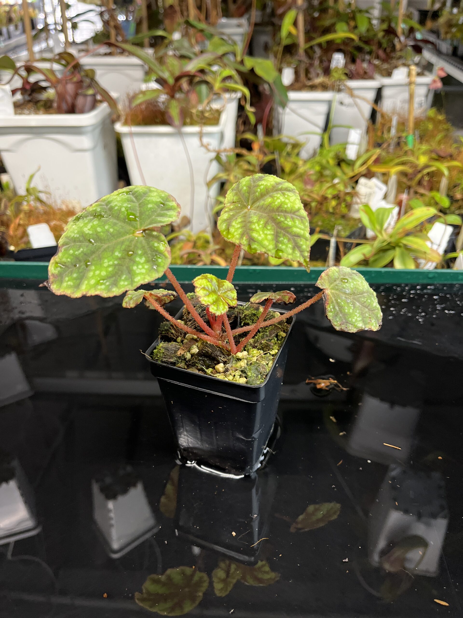 Close Up of Begonia shiwanshanensis (China) | Florae Collaborative | | IN22381