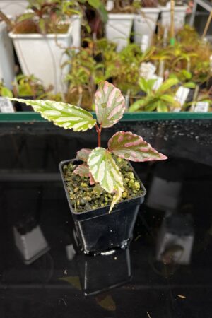 Close Up of Begonia sp Julau (Malaysia, Julau) | Florae Collaborative | | IN22379