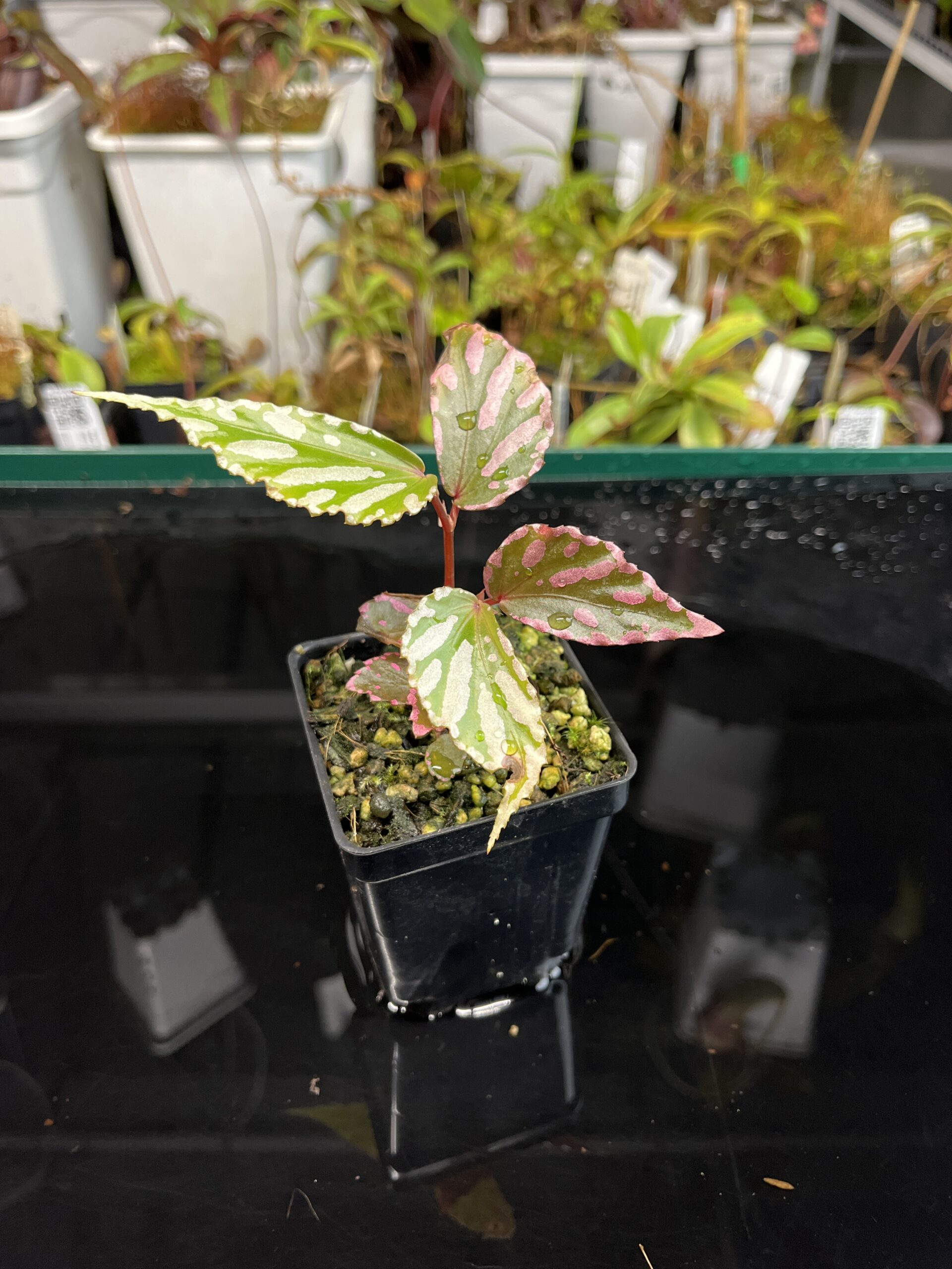 Close Up of Begonia sp Julau (Malaysia, Julau) | Florae Collaborative | | IN22379