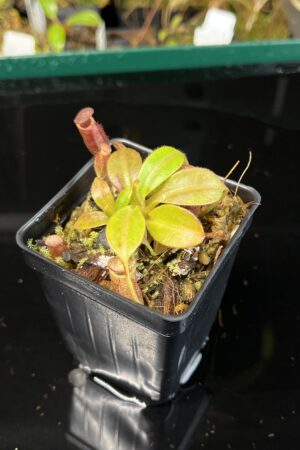 Close Up of Nepenthes lowii Mulu (lm7) x (burbidgeae x edwardsiana) | Andreas Wistuba | AW-(RSC) | H22147