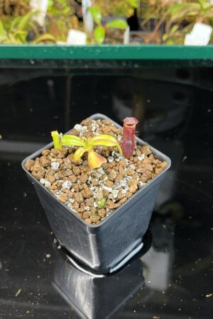 Close Up of Nepenthes lowii x edwardsiana | Andreas Wistuba | AW-03 | H22149