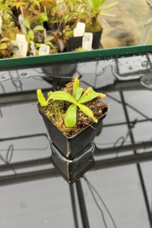 Close Up of Nepenthes mollis (tricolor) x veitchii ‘Candy Dreams’ | Francis Bauzon | Clone 3 | Florae Collaborative | FC-342.03 | IN22208