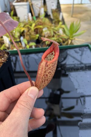 Close Up of Nepenthes rajah x burbidgeae | Borneo Exotics | BE-3931 | H21966