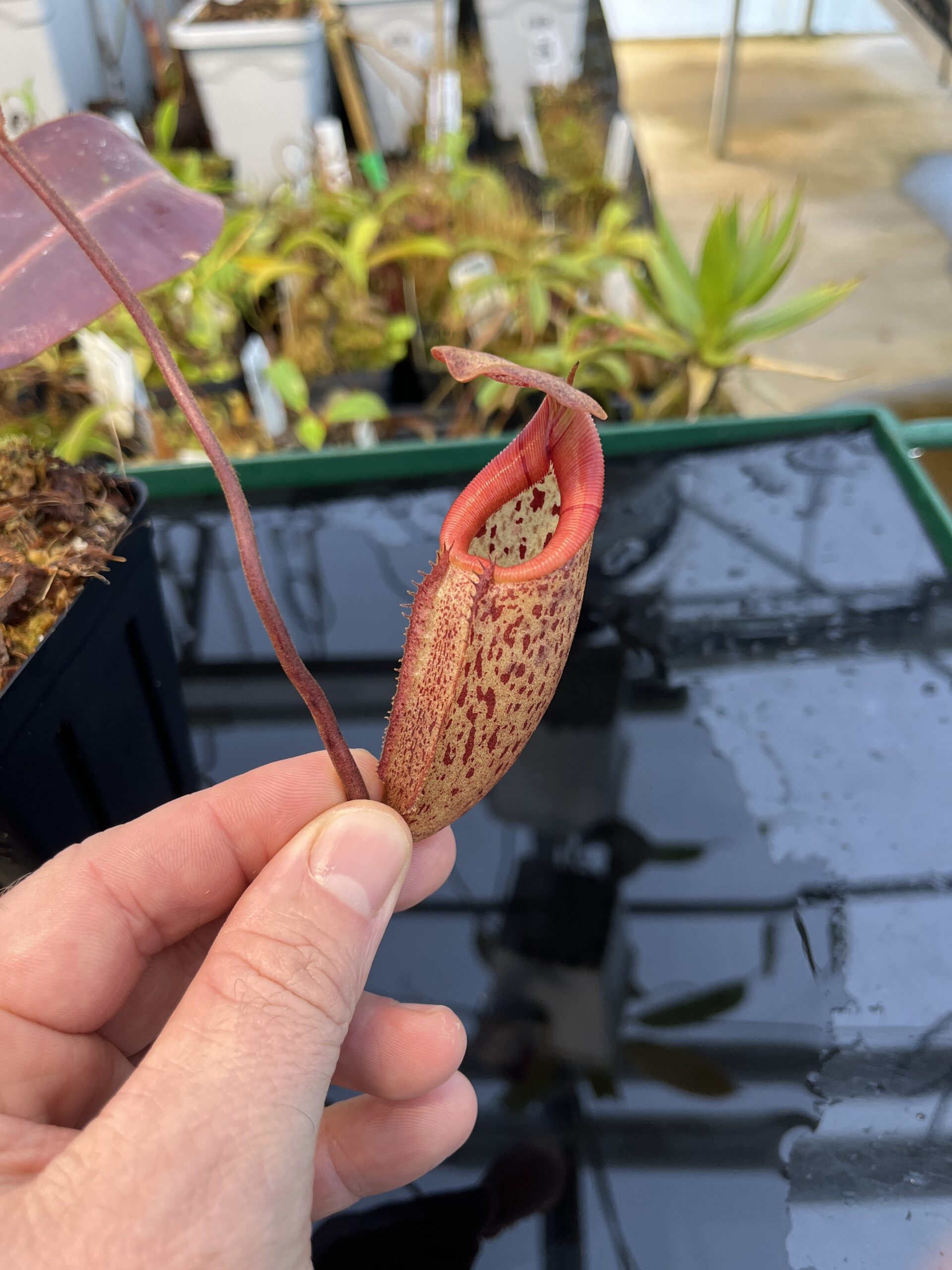 Close Up of Nepenthes rajah x burbidgeae | Borneo Exotics | BE-3931 | H21966