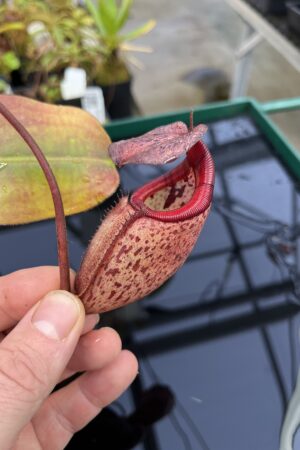 Close Up of Nepenthes rajah x burbidgeae | Borneo Exotics | BE-3931 | H22222