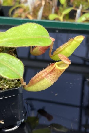 Close Up of Nepenthes rajah x (chaniana x veitchii) | Borneo Exotics | BE-4666 | IN22348