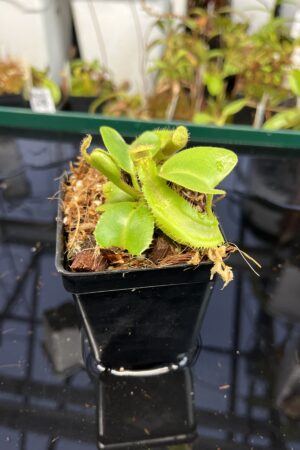 Close Up of Nepenthes truncata x mira | Best Carnivorous Plants | BCP-N351, M.S. | H22352