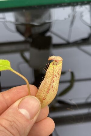 Close Up of Nepenthes (veitchii x burbidgeae) x (veitchii x burbidgeae) | Florae Collaborative | | IN22219