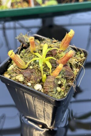 Close Up of Nepenthes (veitchii x lowii) x edwardsiana | Florae Collaborative | FC-122.03 | H21960