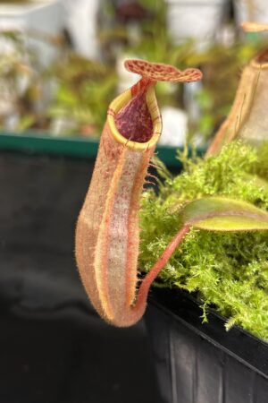 Close Up of Nepenthes (veitchii x platychila) x veitchii | Borneo Exotics | BE-4623 | IN22115