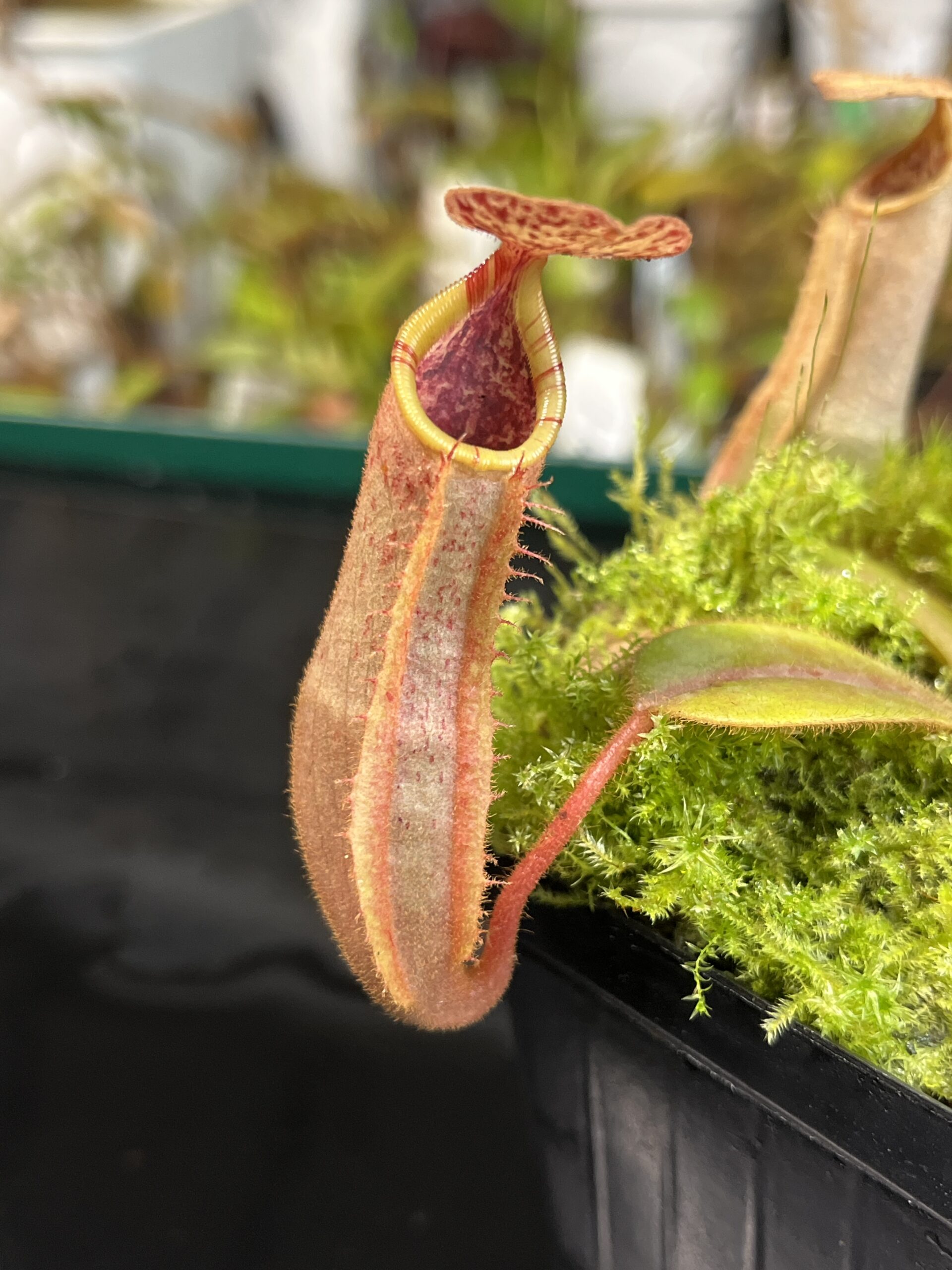 Close Up of Nepenthes (veitchii x platychila) x veitchii | Borneo Exotics | BE-4623 | IN22115