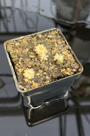 Close Up of Pinguicula gracilis | Best Carnivorous Plants | BCP-554 | IN22286