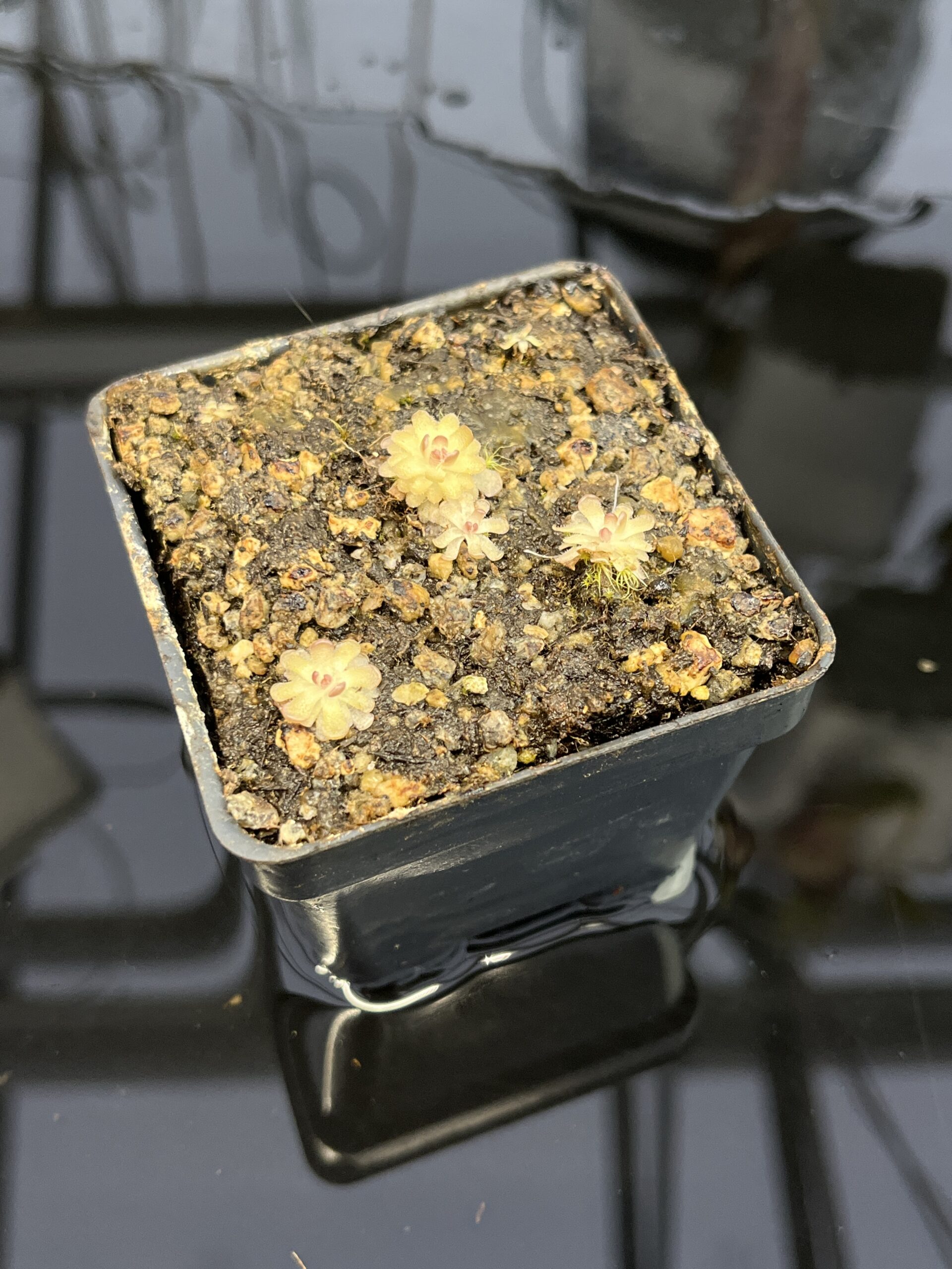 Close Up of Pinguicula gracilis | Best Carnivorous Plants | BCP-554 | IN22286