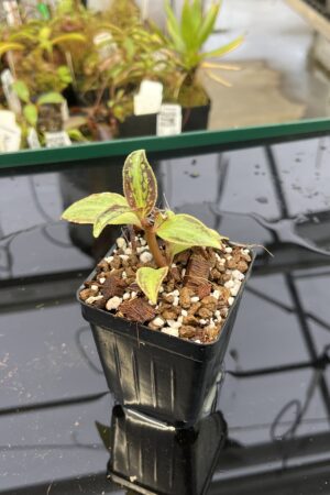 Close Up of Sonerila cantonensis (Vietnam) | Florae Collaborative | | IN22062