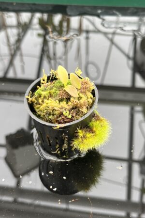 Close Up of Utricularia quelchii {Kukenan Tepui, Venezuela} | Best Carnivorous Plants | | H22334