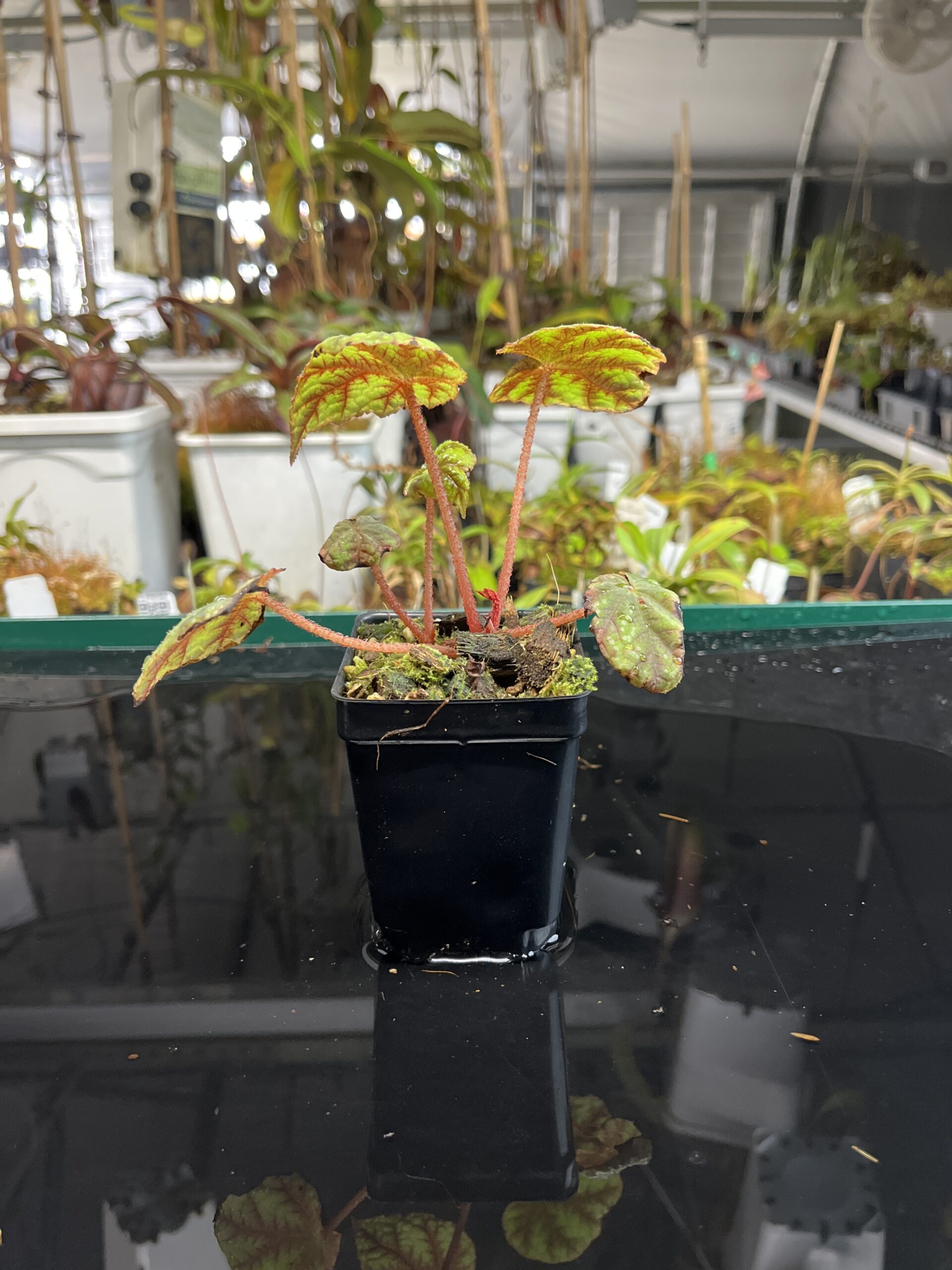 Wide Angle of Begonia shiwanshanensis (China) | Florae Collaborative | | IN22381