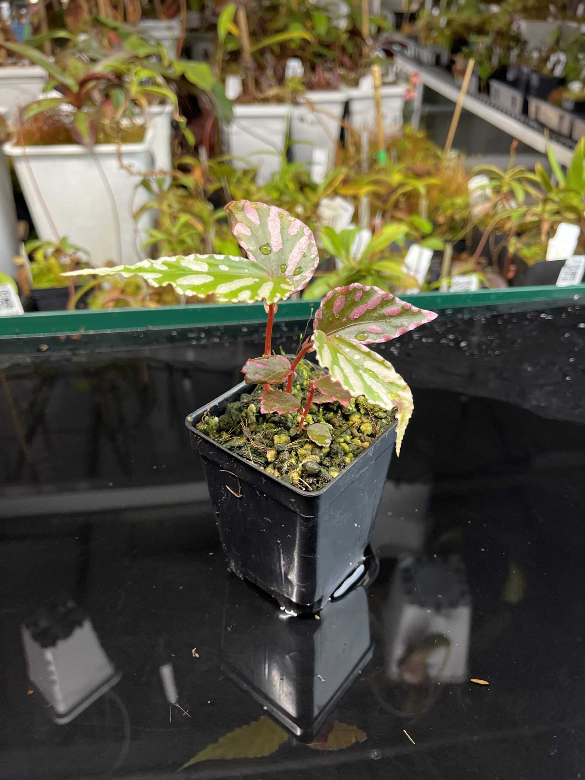 Wide Angle of Begonia sp Julau (Malaysia, Julau) | Florae Collaborative | | IN22379