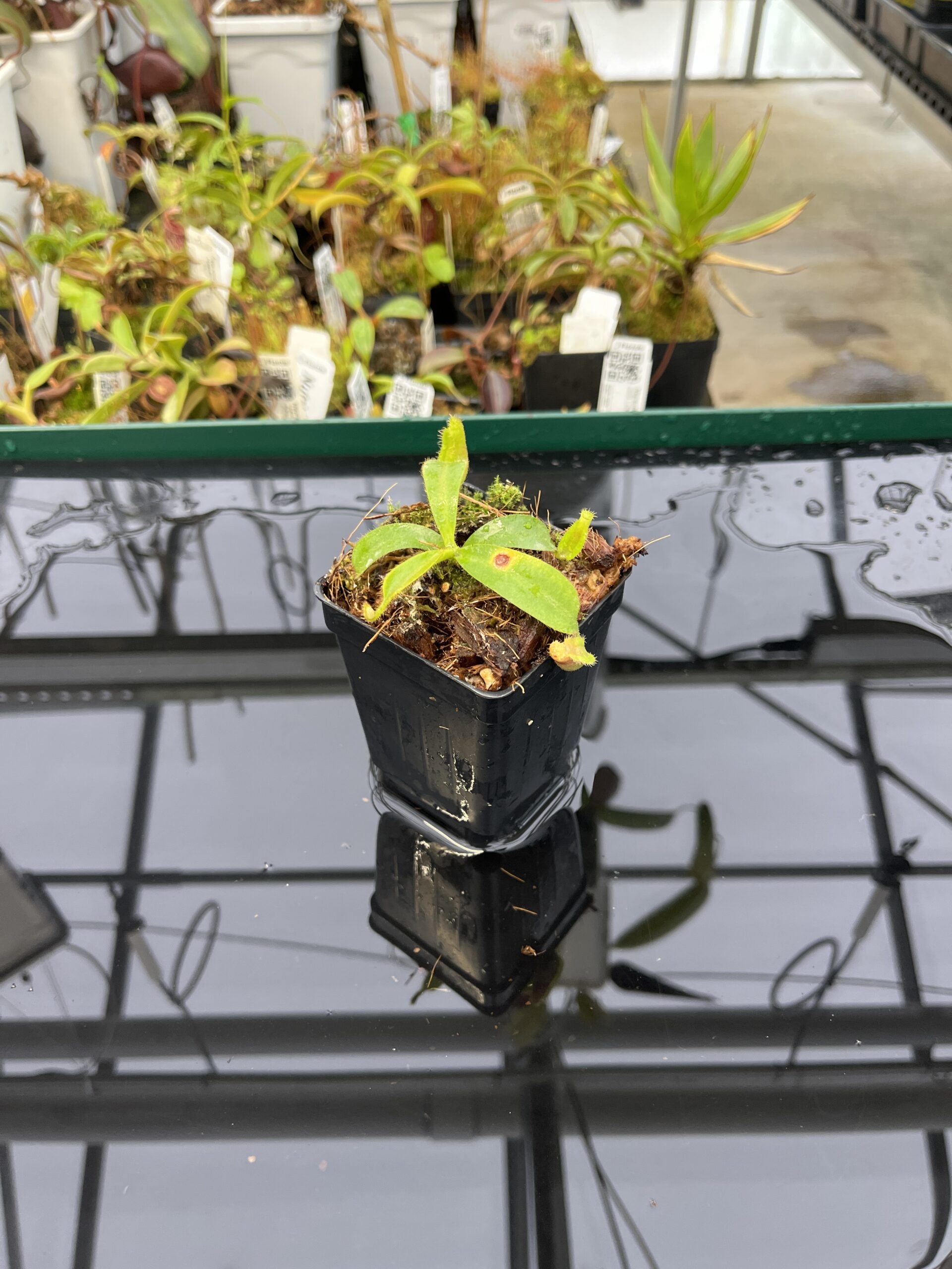 Wide Angle of Nepenthes mollis (tricolor) x veitchii ‘Candy Dreams’ | Francis Bauzon | Clone 3 | Florae Collaborative | FC-342.03 | IN22208