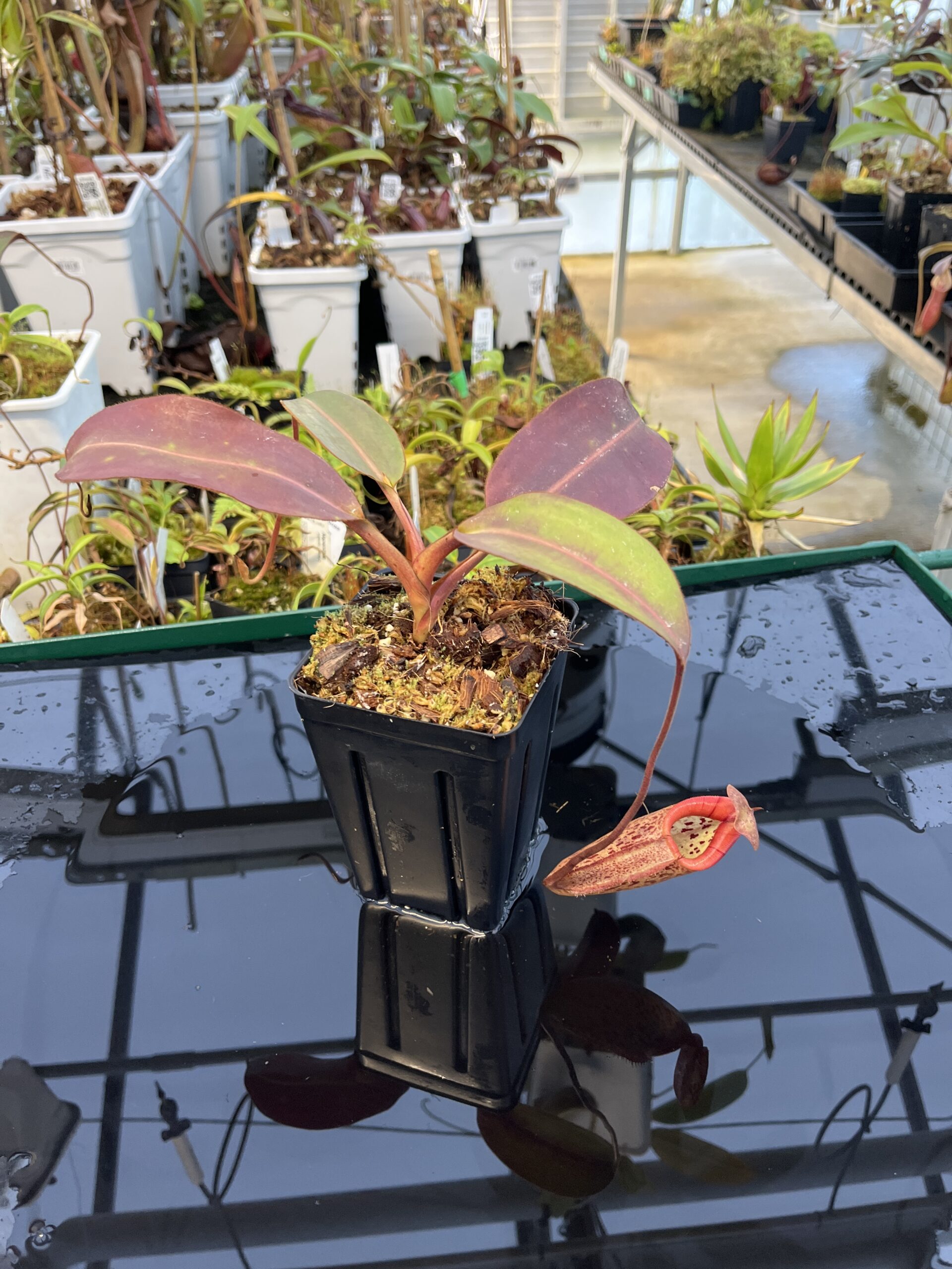 Wide Angle of Nepenthes rajah x burbidgeae | Borneo Exotics | BE-3931 | H21966