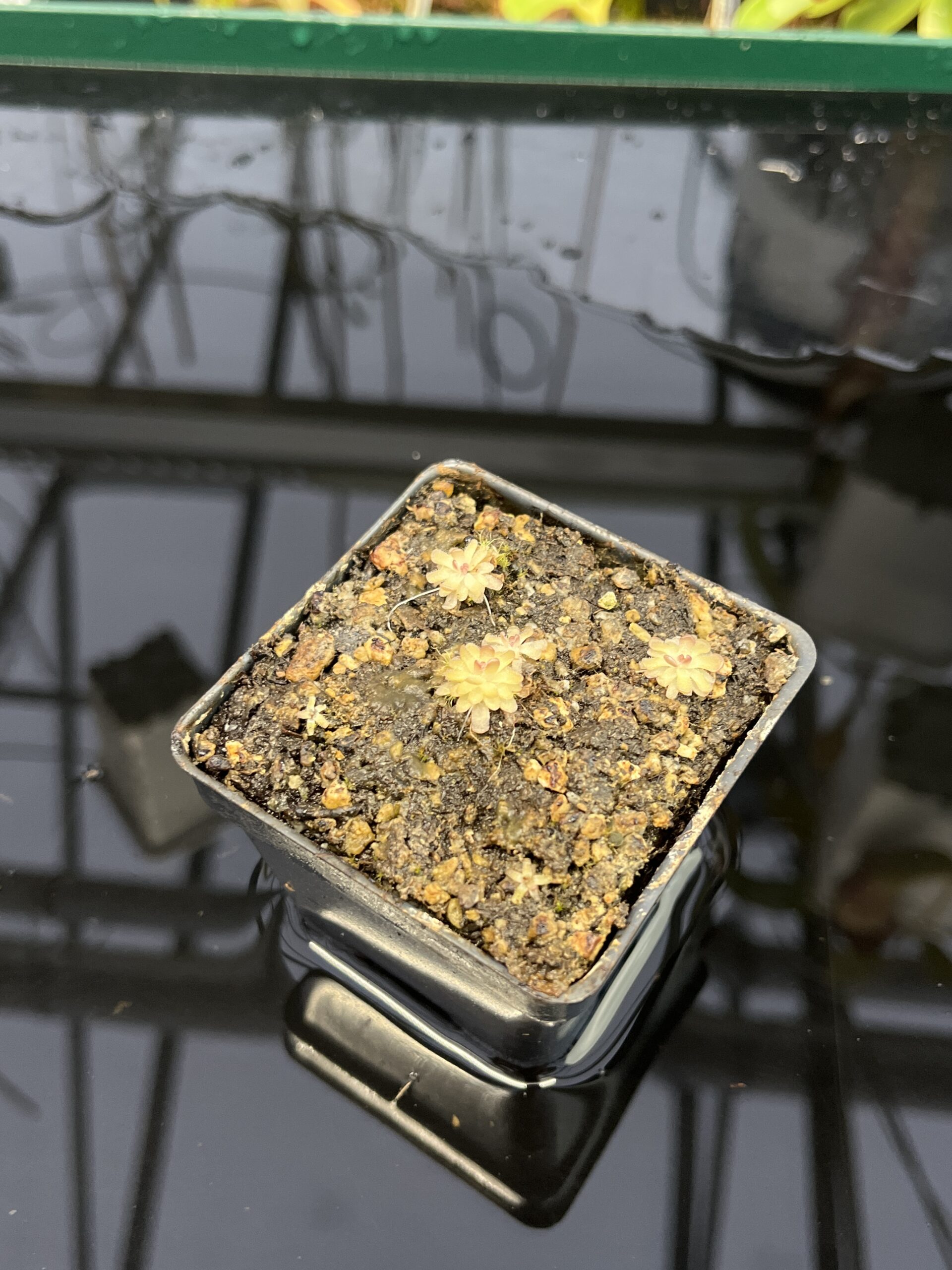 Wide Angle of Pinguicula gracilis | Best Carnivorous Plants | BCP-554 | IN22286