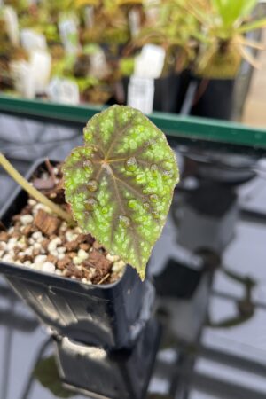 Close Up of Begonia sp Indonesia | Florae Collaborative | | IN22404