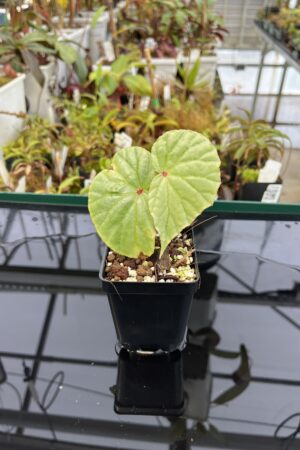 Close Up of Begonia sp Lidi (Indonesia) | Florae Collaborative | | IN22693