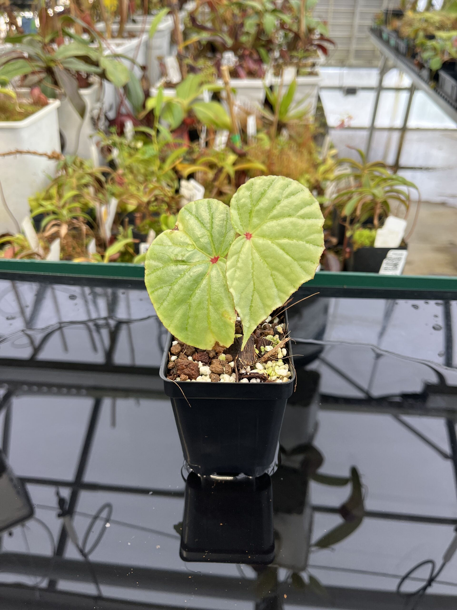 Close Up of Begonia sp Lidi (Indonesia) | Florae Collaborative | | IN22693