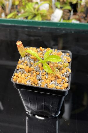 Close Up of Nepenthes aristolochioides x edwardsiana | Andreas Wistuba | AW-(ISC) | H22667