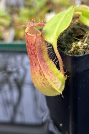 Close Up of Nepenthes (boschiana x veitchii (m) Bario - squat, pink) x (lowii x truncata - giant) | Florae | Florae Collaborative | FC-397.10 | IN22508
