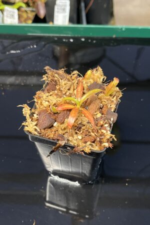 Close Up of Nepenthes edwardsiana x jacquelineae | JH | Assorted Clones | Jeremiah Harris | JH-413 | H22446