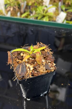 Close Up of Nepenthes edwardsiana x jacquelineae | JH | Assorted Clones | Jeremiah Harris | JH-413 | H22641